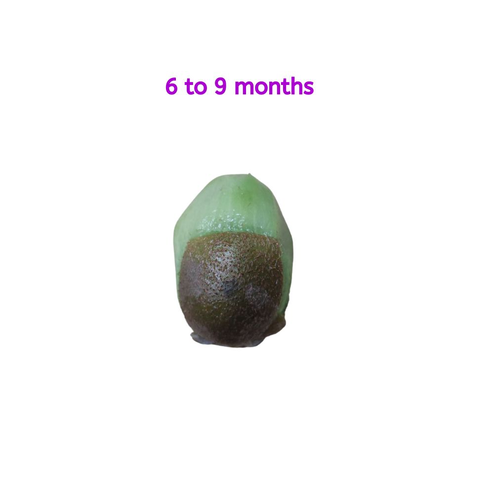 Kiwi-for-6-months-old-baby