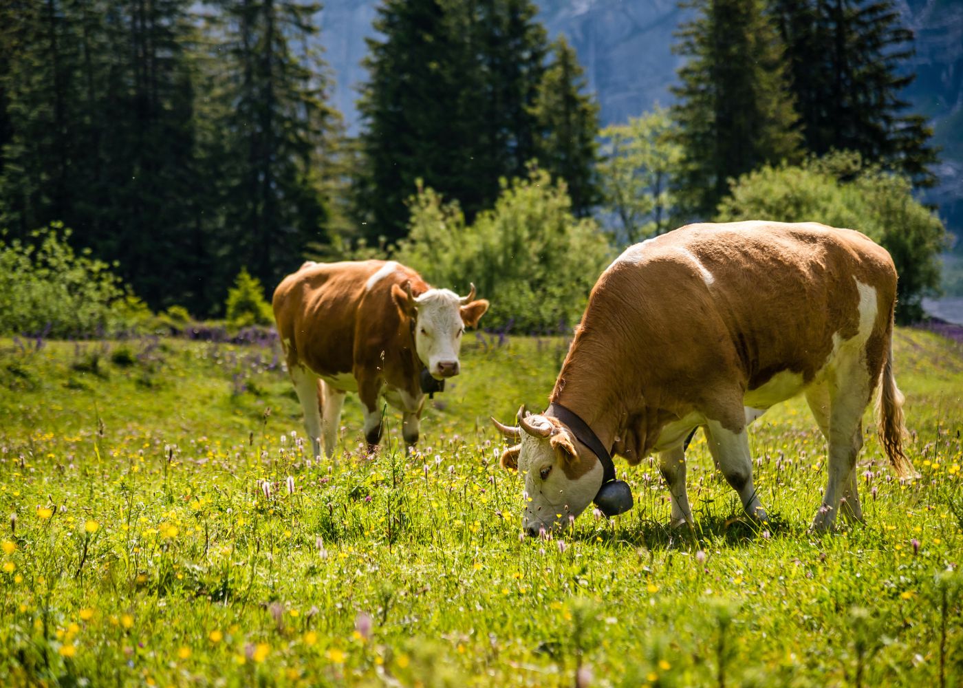 Grass-Fed-Kendamil-Cows